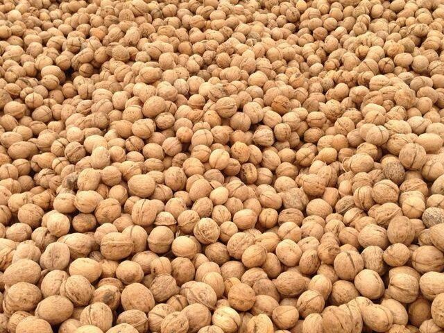 温宿县薄皮新疆185纸皮核桃阿克苏产地直卖果仁饱满