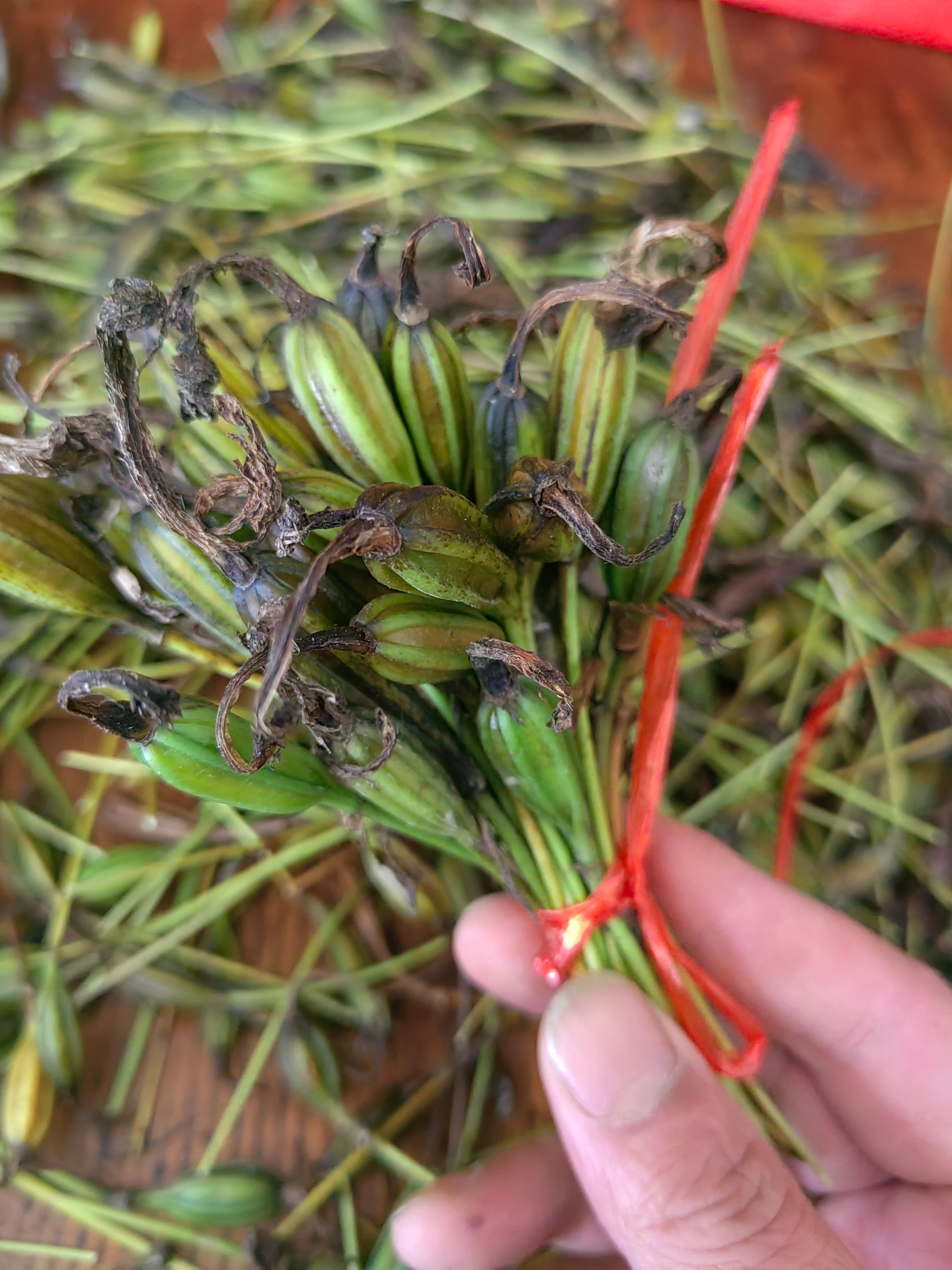 大叶冰球子苗果荚供应 大叶高产
