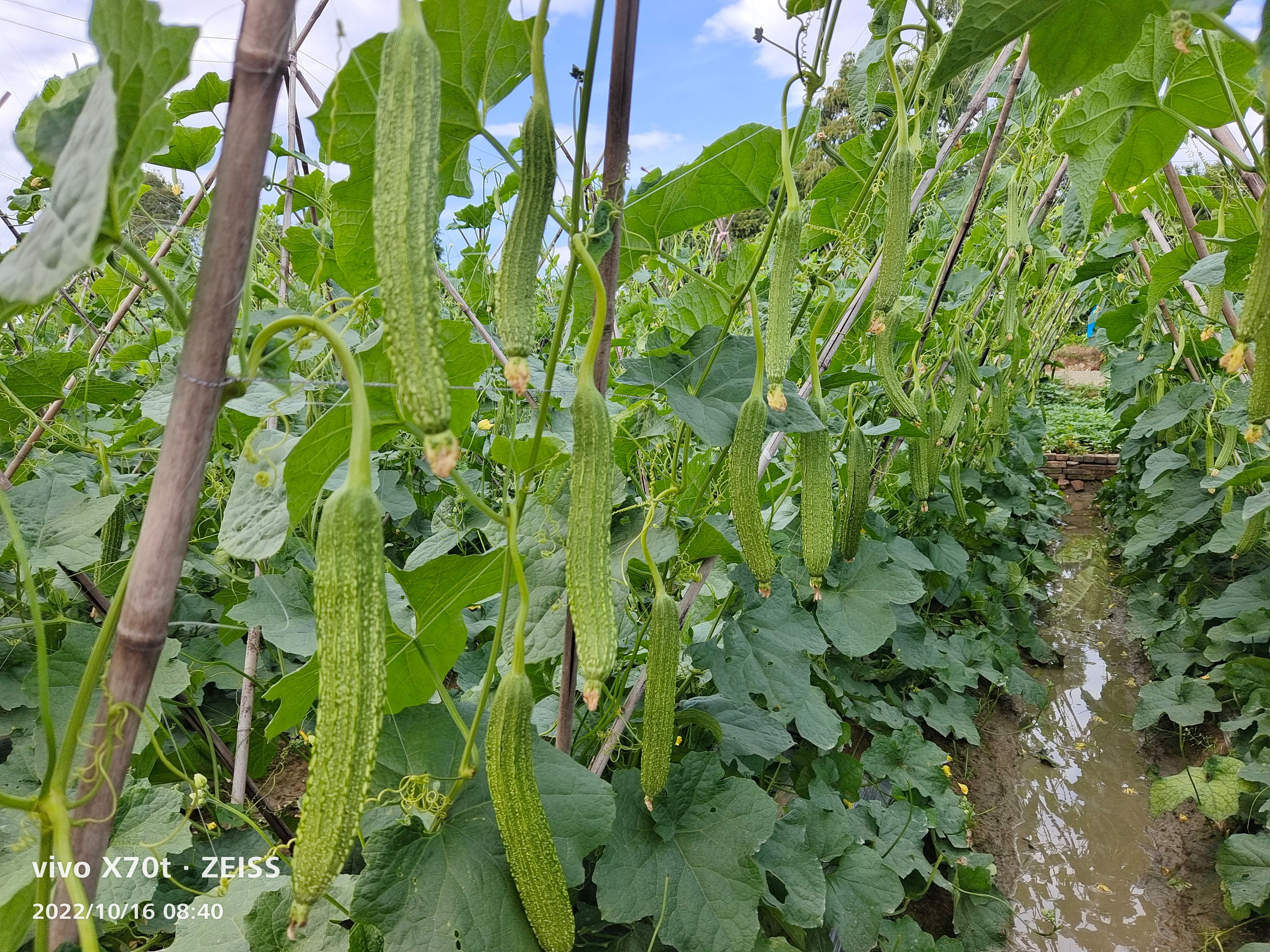 丝瓜苗，兴丰花点肉丝瓜，早中熟。