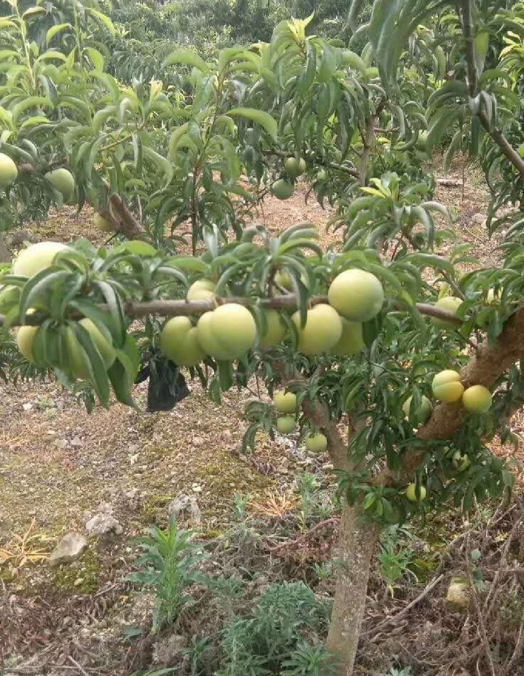 蜂糖李苗，蜂糖李子苗，蜂糖李樹苗。