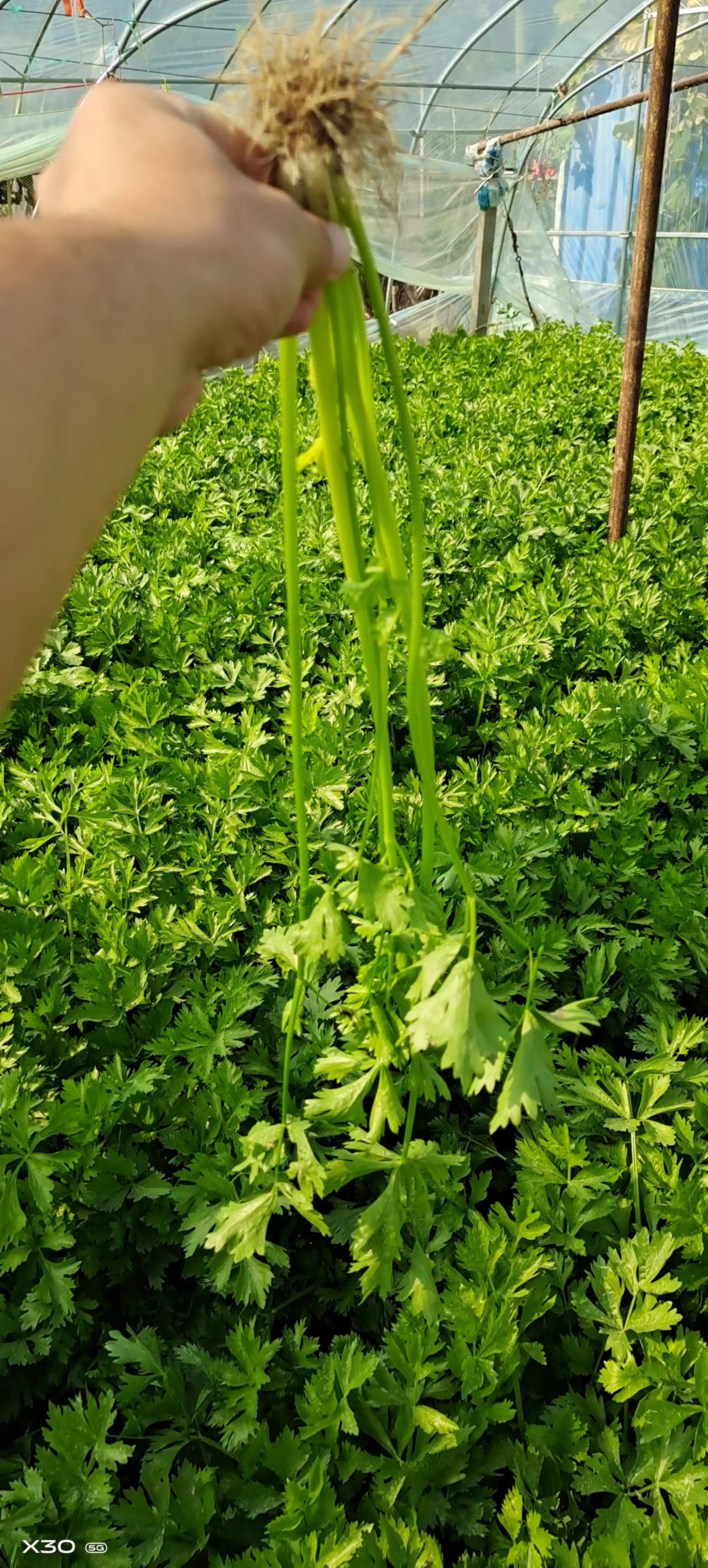 产地热销，大量芹菜