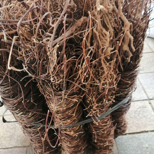 玉林鸡骨草