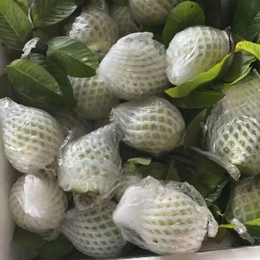 广州自家果园的  白肉番石榴  量大