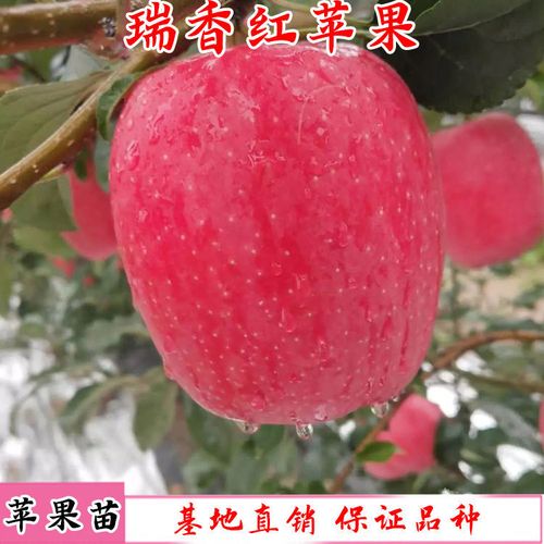 平邑县瑞香红苹果苗，红富士苗晚熟品种当年挂果包品种