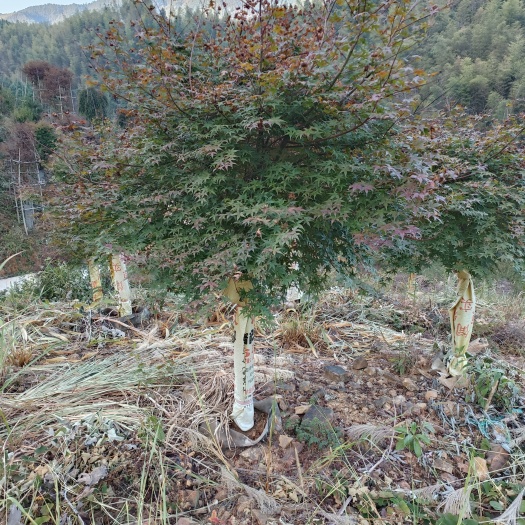 日本红枫红舞姬袋苗