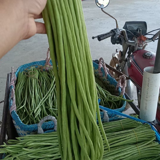 合浦县合浦精品豇豆