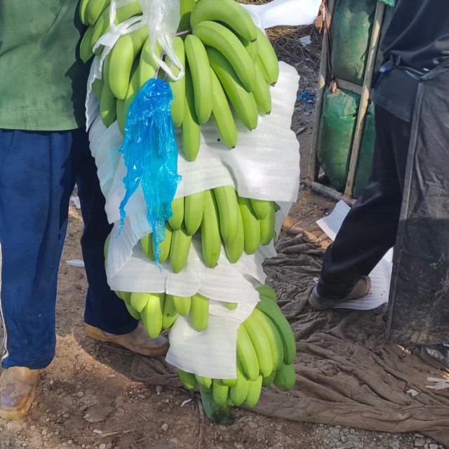 南寧廣西南寧香蕉，產地發貨，量大從優，歡迎選購
