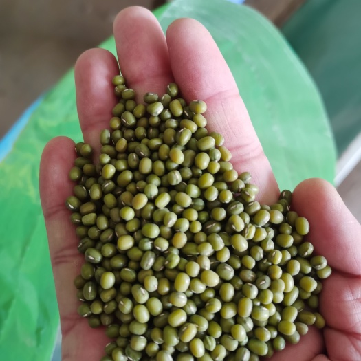 赤峰高品质赤峰明绿豆中粒芽豆 好货难求