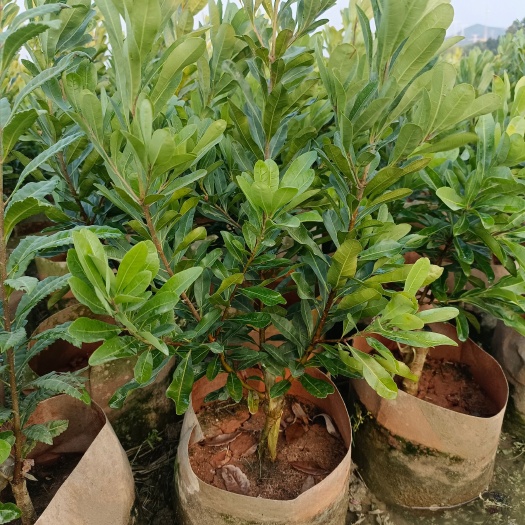 靖州县杨梅树苗，杨梅杯苗，黑炭杨梅，东魁杨梅