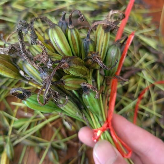 隆回县大叶冰球子苗果荚供应 大叶高产