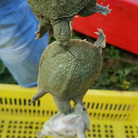 六安中华黑花甲鱼苗1两到8两