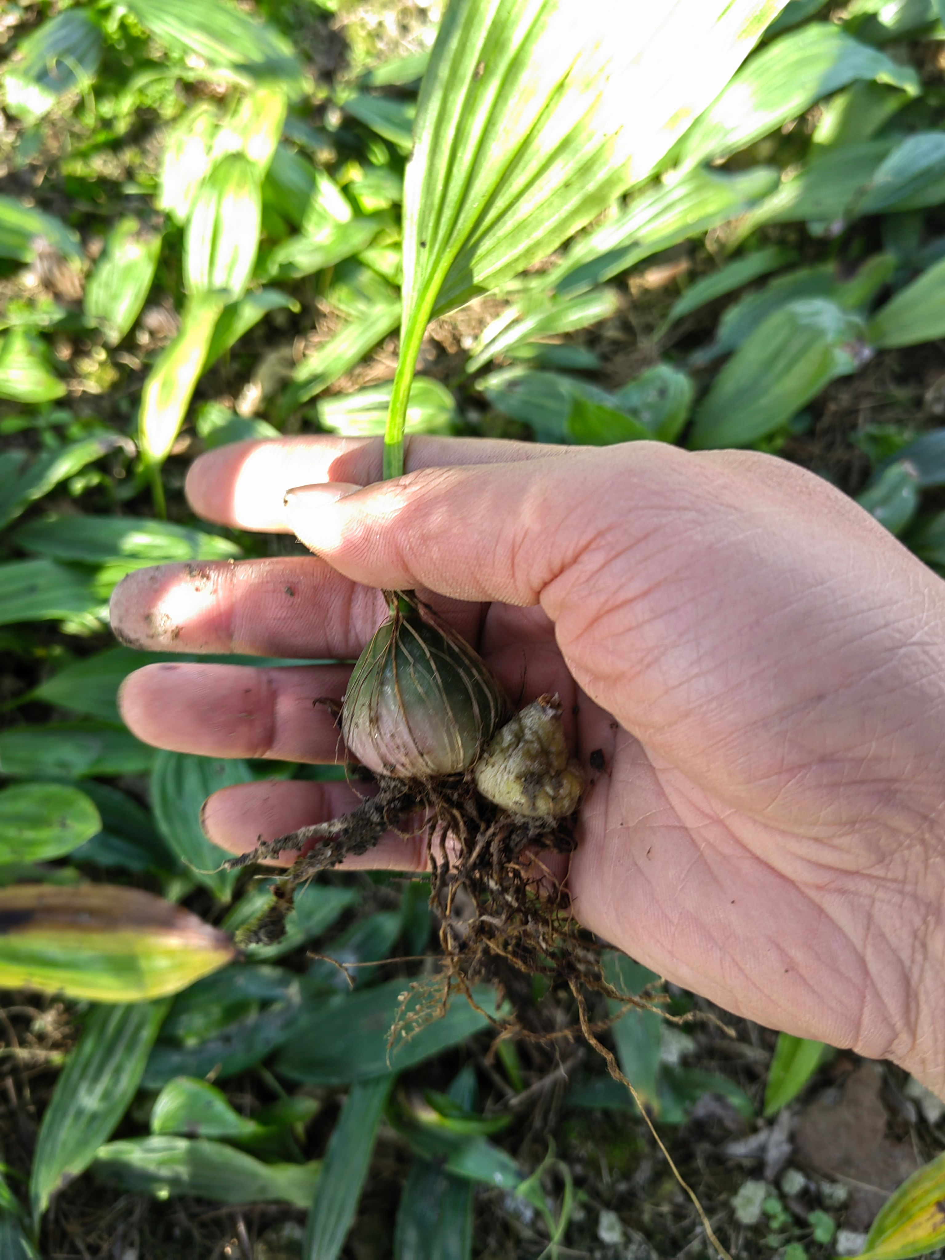 大叶冰球子苗果荚供应 大叶高产
