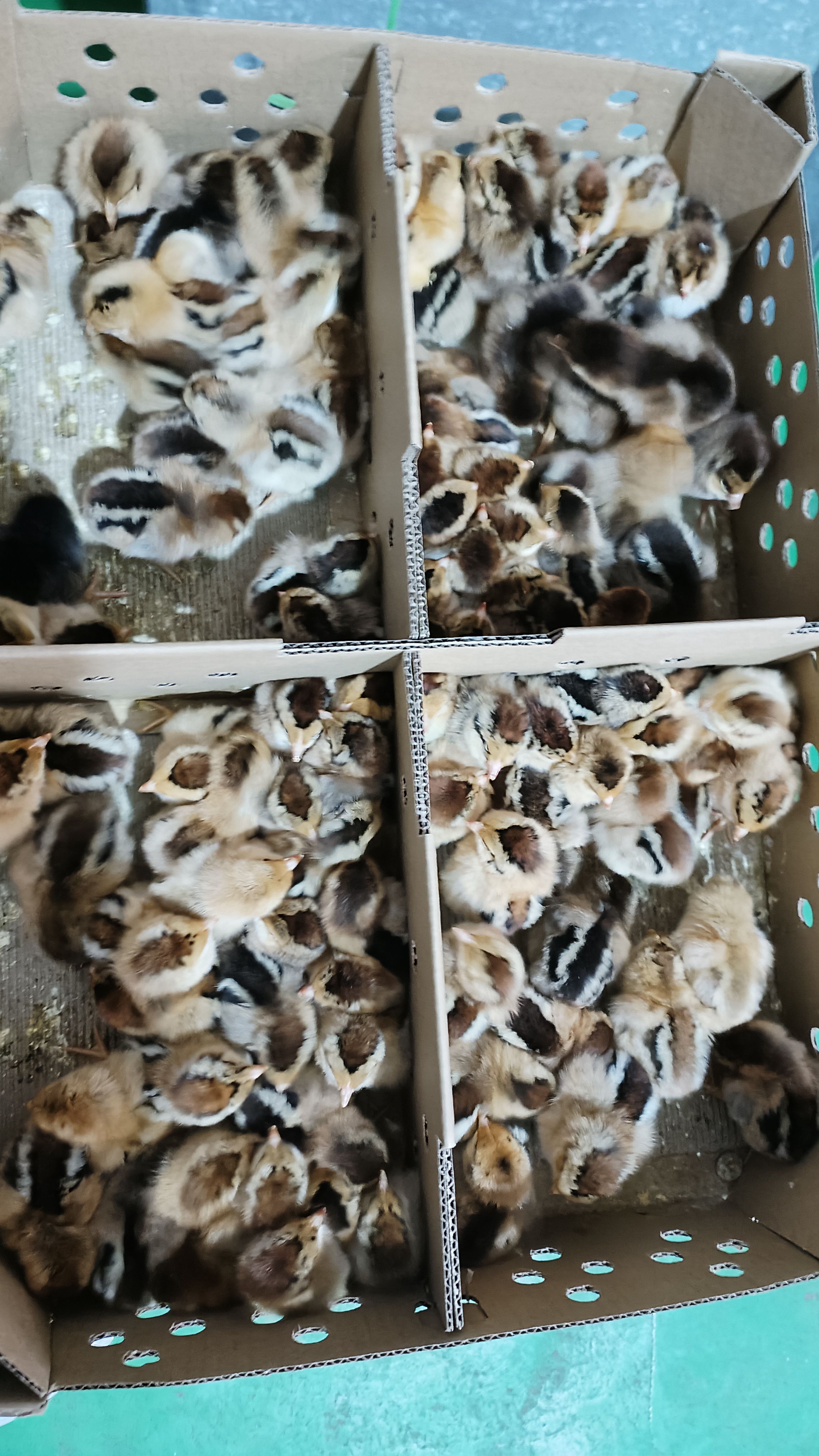 青花肉鸡，长势好抗病能力强，已脱温疫苗已做，回家即可正常饲养