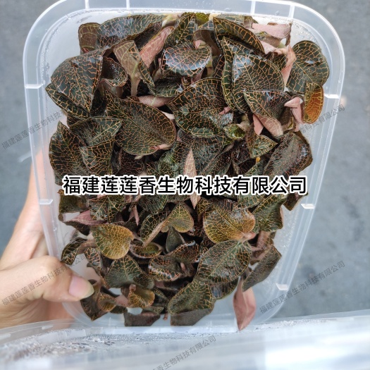 金线莲·福建莲莲香生物科技有限公司