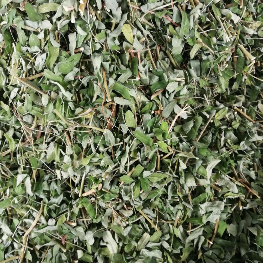 玉林甜叶鸡骨草