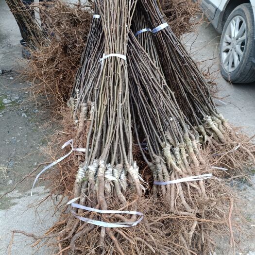 苍溪县翠冠梨苗  (最后处理)四川脆冠梨树苗梨子树苗梨树苗黄金梨树