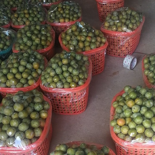简阳市蜂糖李苗，正宗蜂糖李子苗，蜂糖李树苗。