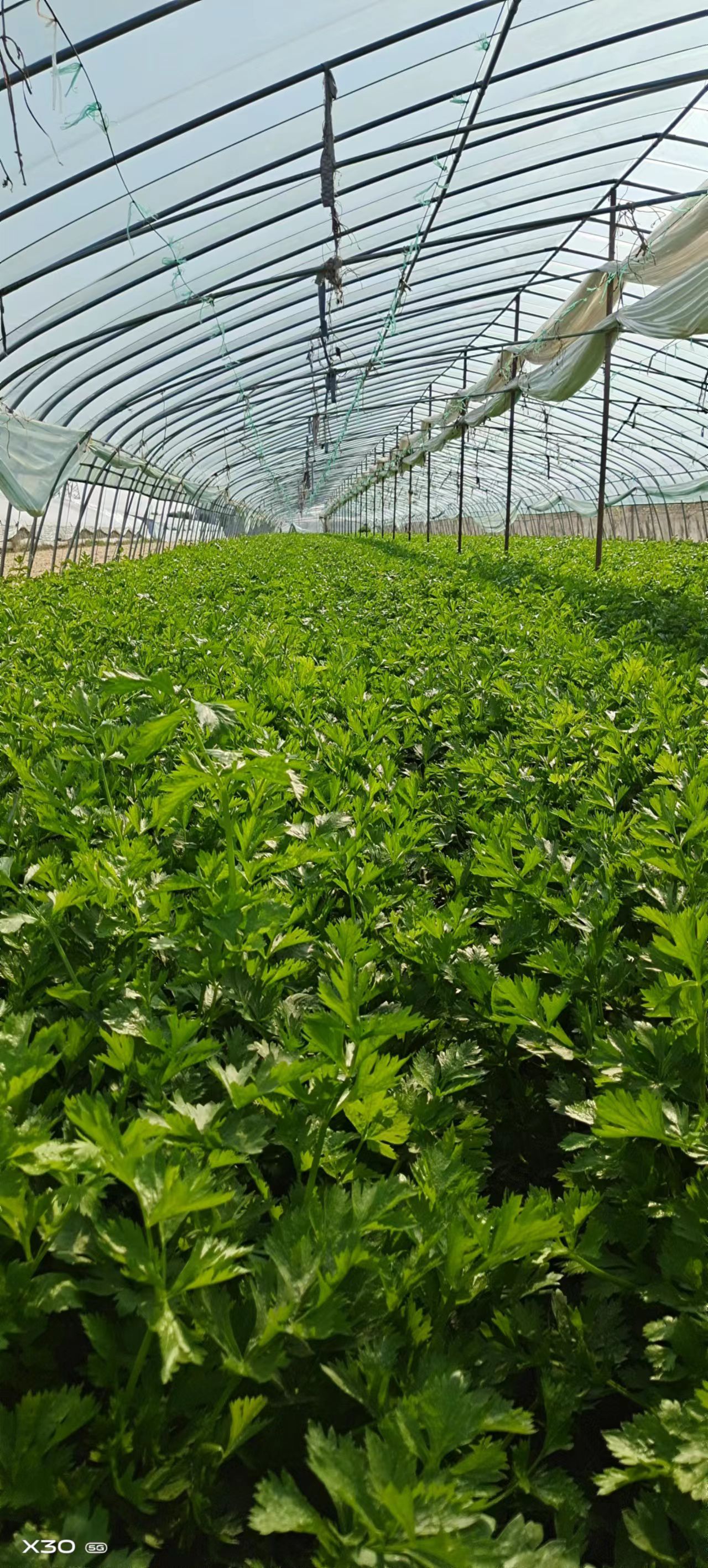 产地热销，大量芹菜