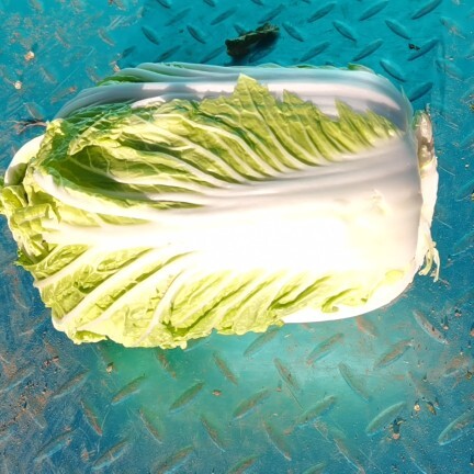 呼和浩特白菜（抱头）