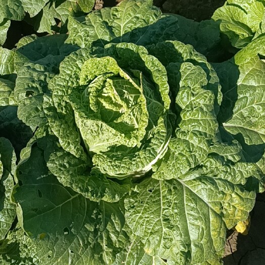 平遥县山西平遥菊花白菜（联系时请说是在惠农网看到的）