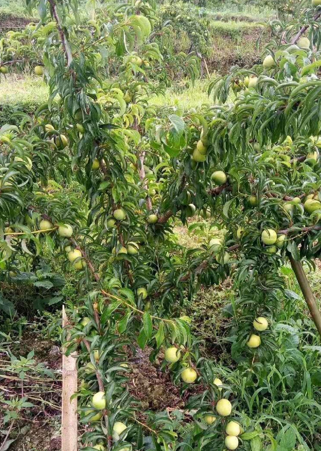 蜂糖李苗，蜂糖李子苗，蜂糖李樹苗。