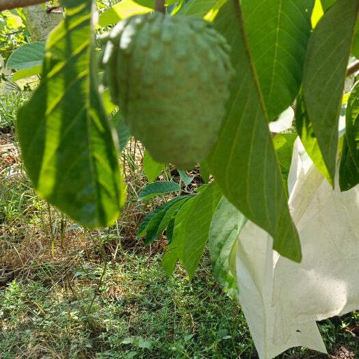 惠来县凤梨释迦果
