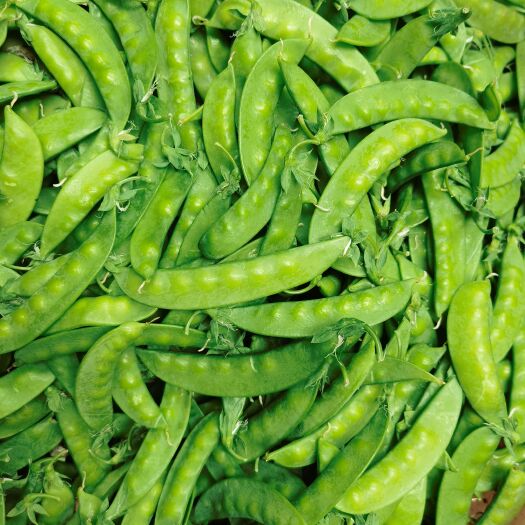 昆明兰豆