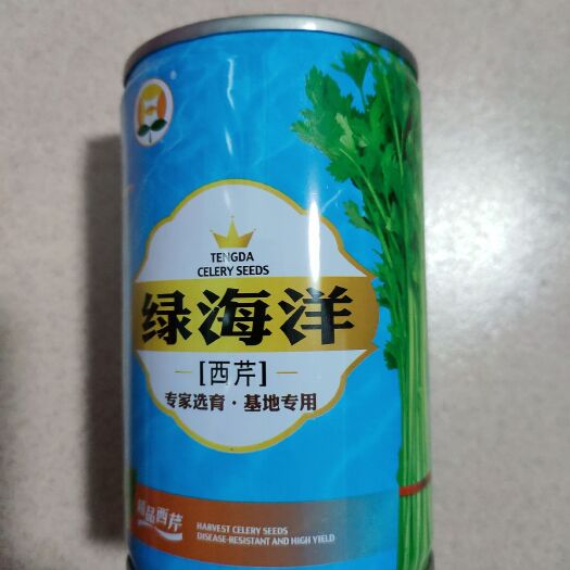 聊城绿海洋西芹山芹小香芹菜种实心浅绿四季可种，产量大品质保证
