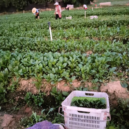 广州广东菜心