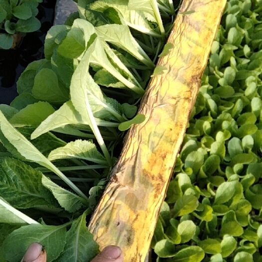 陆良县10天后移栽的娃娃菜苗一百多万株，意大利苗五十万株，