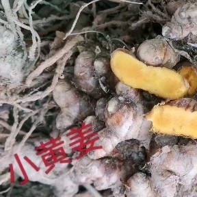 灵山县姜黄中药材