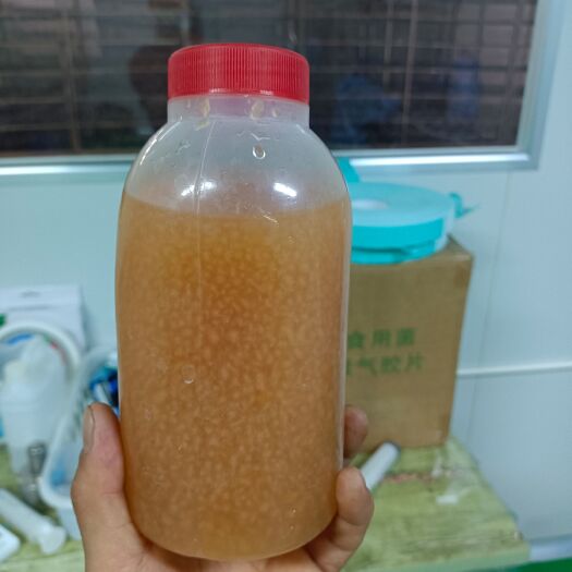 太康县金耳菌种