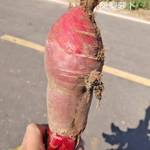 广宗县本处有凤梨萝卜2万斤即将上市。表皮光滑，口感细腻清脆。