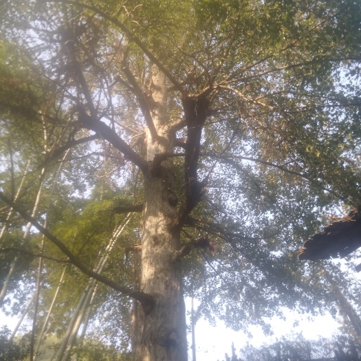 古村古树白果