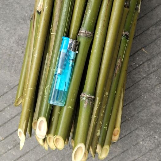 金秀县大量金竹出售，规格你定，价格便宜