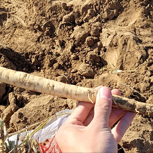 孟村县刚出土鲜防风，一手货源，数量有限，有需要的抓紧。