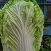 洮南市吉林白城，大量包心菜上市各位老板，前来合作。。。。。。。。。