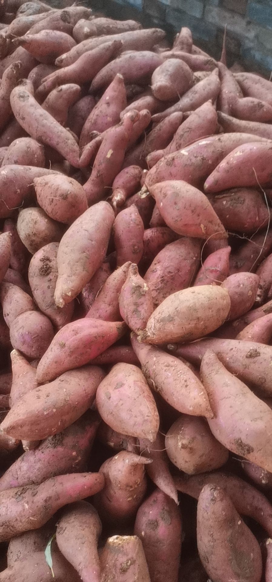 红薯