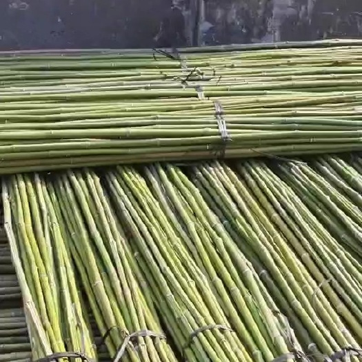 大量金竹::毛竹::各种竹子