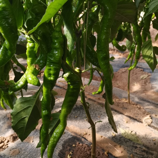 古浪县古浪薄皮 麻皮辣椒