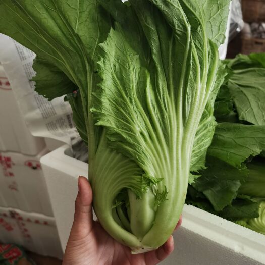 昆明苦菜