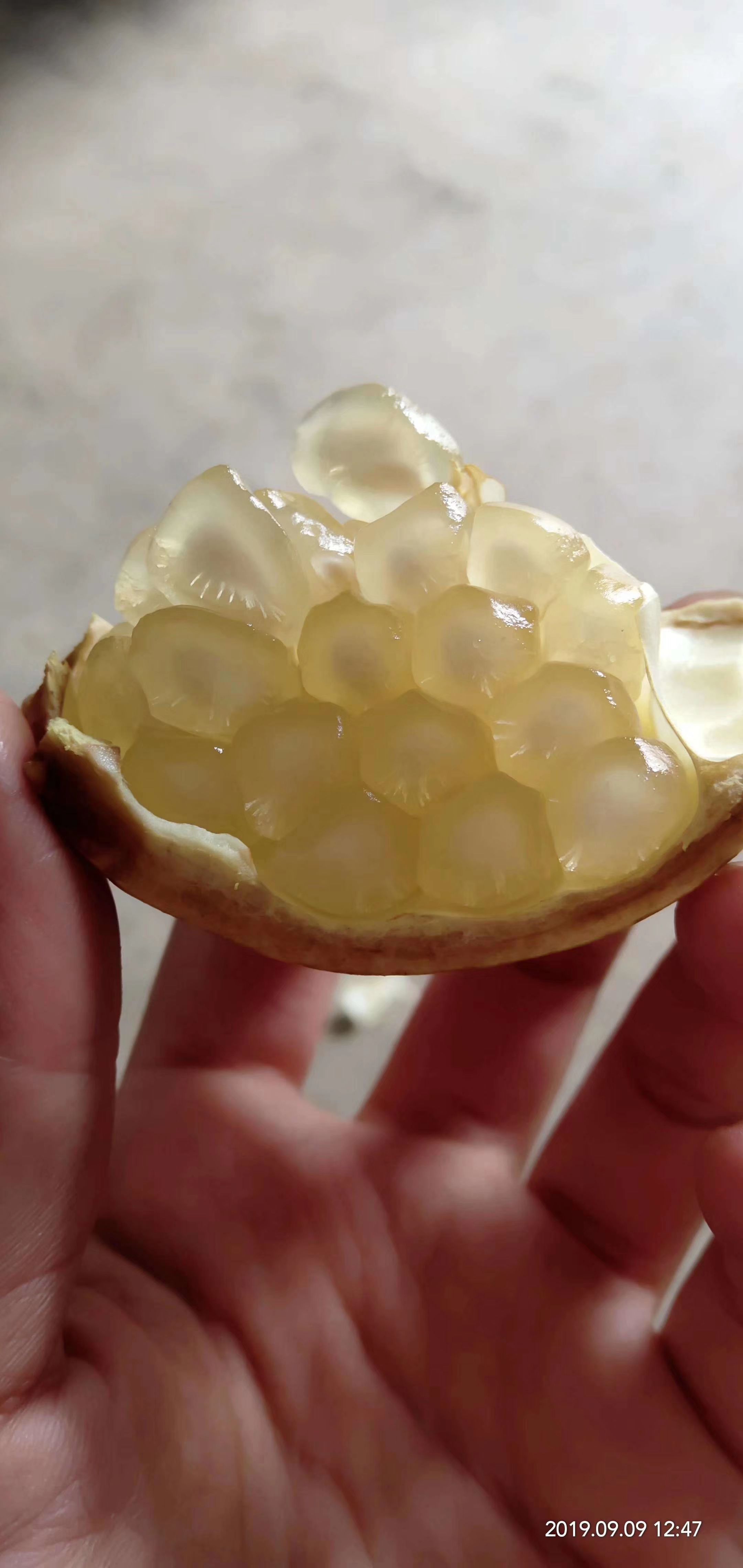 白玉籽石榴