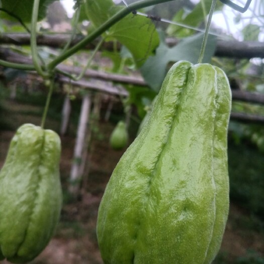 佛手瓜特卖