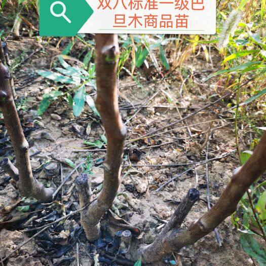 垣曲县2022年扁桃苗巴旦木嫁接成品苗双八标准一级苗