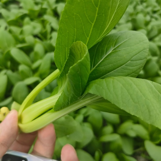 南通基地精品小课青菜供    商超   农贸  电商平台