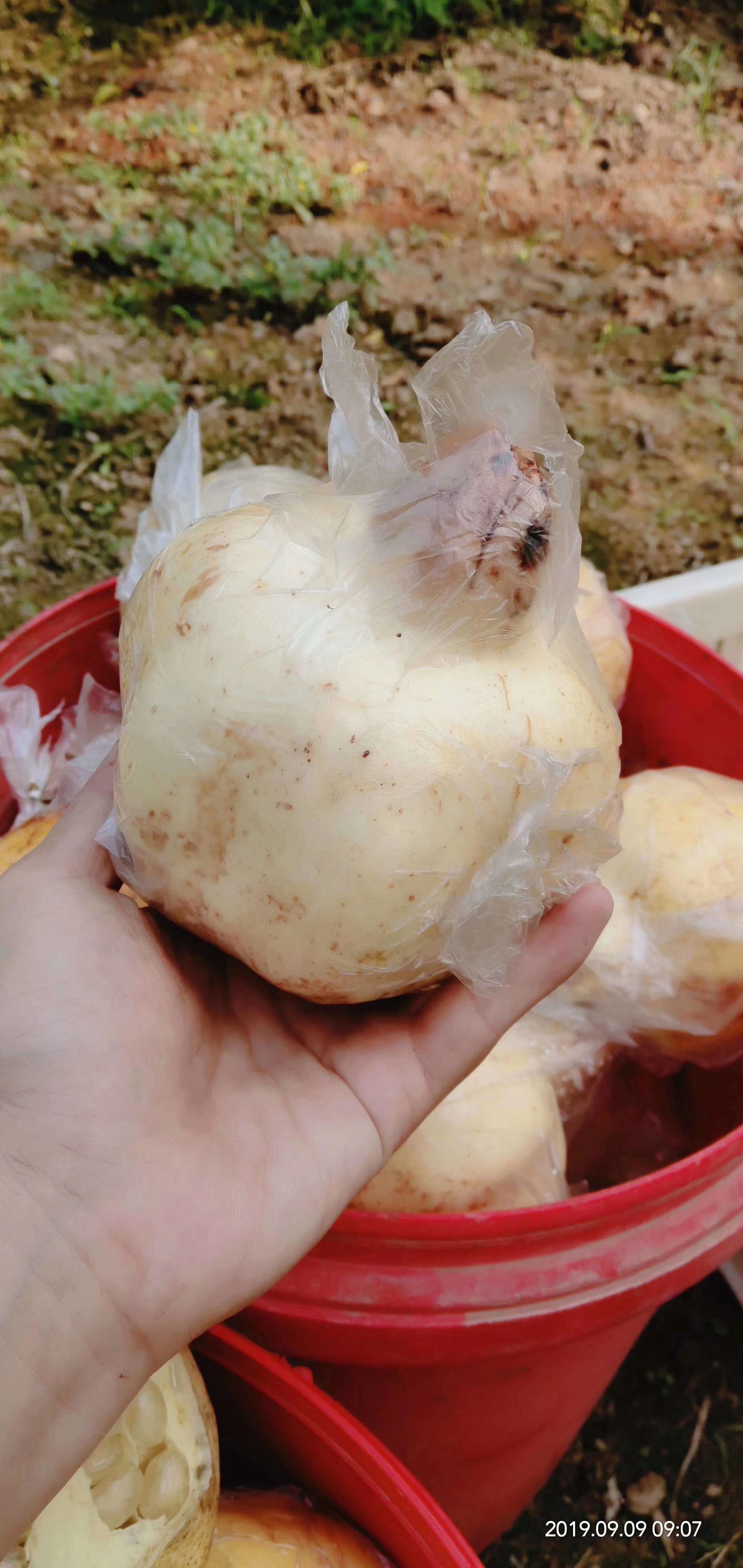 白玉籽石榴