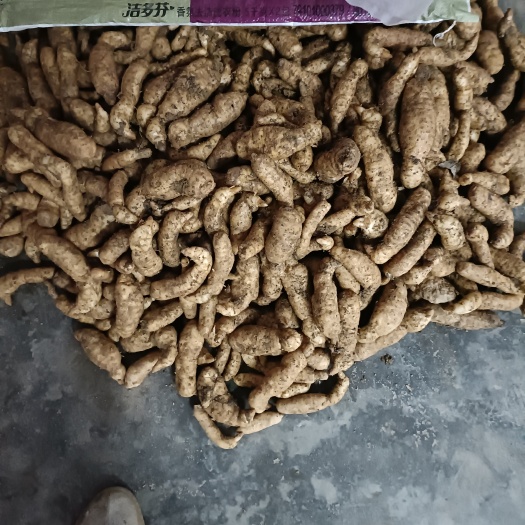 洛南县陕西洛南原产地乌红杂交天麻，需要客户。