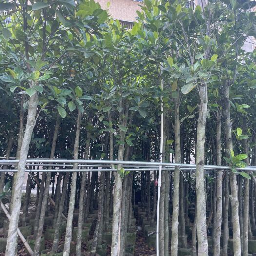 普宁市树菠萝蜜