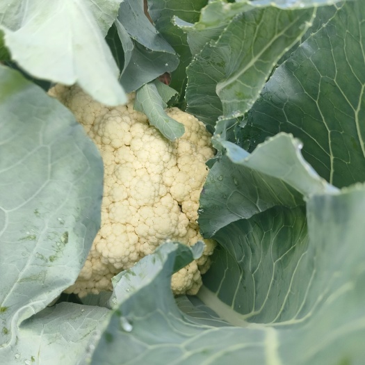 南通基地花菜  供商超  食堂   农贸  电商平台