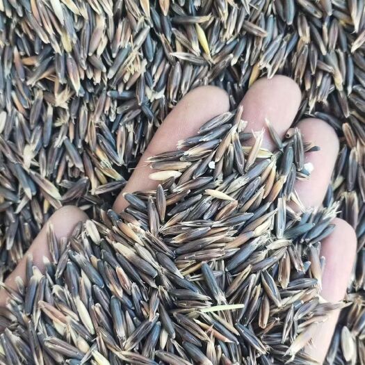 皋兰县饲用燕麦种子高产饲料作物耐寒产量高适应强